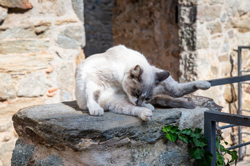 A cat at the Monastery of Sant Pere de Rodes, Catalunya, Spain.