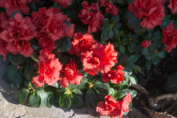 close-up of Azalea blossoms and leaves partly lit by sun
