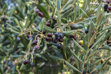 Früchte an einem Olivenbaum (Olea europaea)