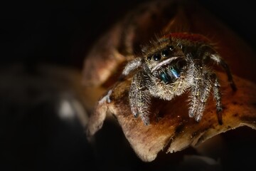 Jumping Spider