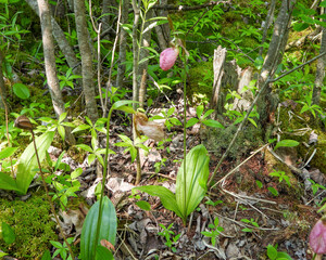 Cypripedium acaule | Pink Lady's Slipper Orchid Flower | Native North American Orchid Wildflower