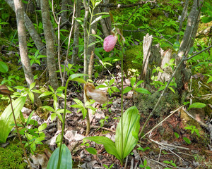 Cypripedium acaule | Pink Lady's Slipper Orchid Flower | Native North American Orchid Wildflower