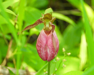 Cypripedium acaule | Pink Lady's Slipper Orchid Flower | Native North American Orchid Wildflower