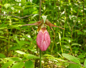 Cypripedium acaule | Pink Lady's Slipper Orchid Flower | Native North American Orchid Wildflower