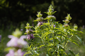Lemon beebalm, Monarda citriodora plant in Texas spring season field closeup.