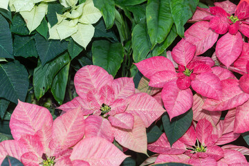 bright pink and white poinsettias with tropical leaves at the conservatory