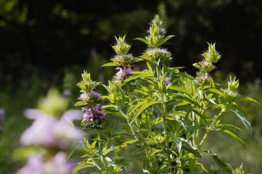Lemon beebalm, Monarda citriodora plant in Texas spring season field closeup.