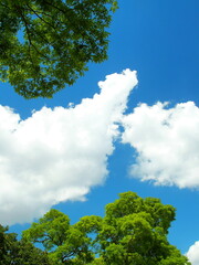 初夏の公園の欅と楠と夏の雲