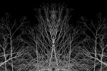 Old bare branches of reflected plants for entangling and eerie background art.