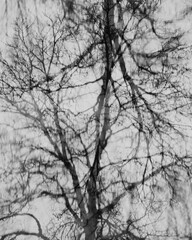 abstract mirrored branches for natural art in vertical view black and white.