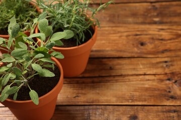 Potted aromatic herbs on wooden table, closeup. Space for text