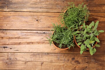 Potted aromatic herbs on wooden table, top view. Space for text