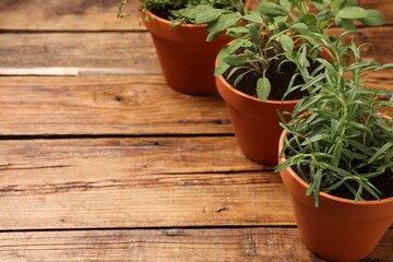 Potted aromatic herbs on wooden table, closeup. Space for text
