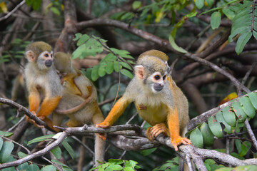 Wild Common squirrel monkey in the Amazonian forest on the banks of the Rio Negro river on the islands in Anavilhanas National Park