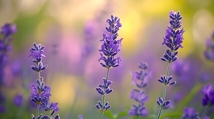 Naklejka premium Beautiful Lavender Flowers in Sunlight. Concept of tranquility, serenity, and nature.