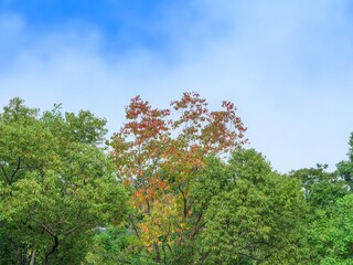 青空バックに見るきれいに色づいたナンキンハゼの紅葉