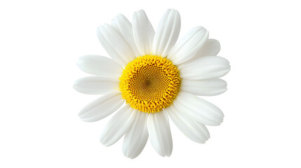 Fototapeta premium A daisy flower isolated on a white background, ideal for packaging design.