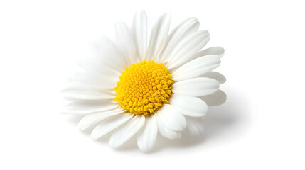 Obraz premium A daisy flower isolated on a white background, ideal for packaging design.