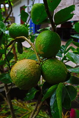 Big lemon on tree​ in​ farm