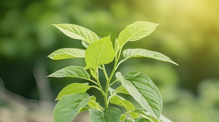 Asset appreciation growth through flourishing plants representing investments flourishing over years.
