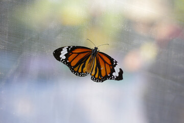 A beautiful butterfly in the garden