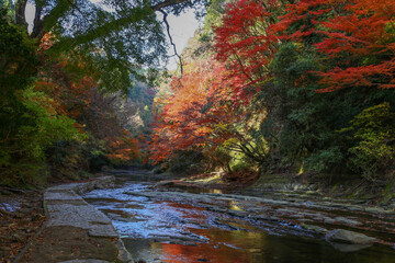千葉県を流れる養老渓谷の秋の風景。緩やかな養老川の流れと紅葉。