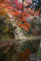 千葉県を流れる養老渓谷の秋の風景。緩やかな養老川の流れと紅葉。