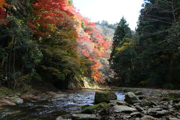 千葉県を流れる養老渓谷の秋の風景。緩やかな養老川の流れと紅葉。