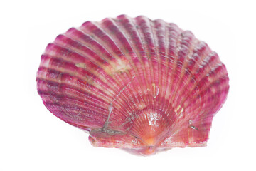 Scallops isolated on a white background