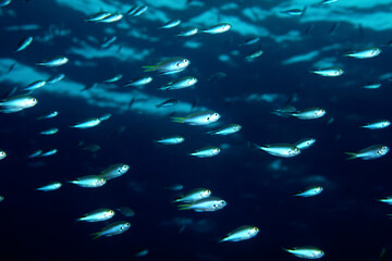水面の波とスズメダイ　グラフィック素材　海中写真