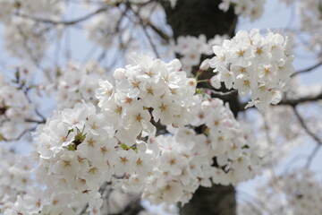 Branches of sakura flowers, cherry blossom