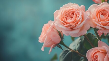 Beautiful Peach Roses Bouquet. Concept of Love, Beauty, and Romance.