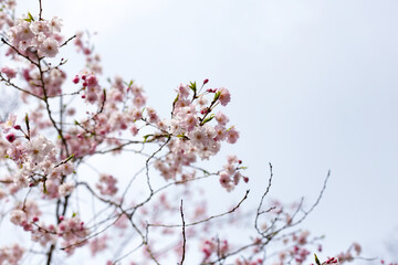 Branches of sakura flowers, cherry blossom