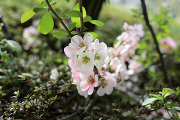 Japanese Quince flower in the garden