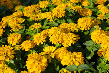 Blooming zinnia flowers in the field