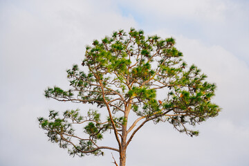 Winter landscape of Flatwoods Flatwoods Conservation Park in Tampa Florida	
