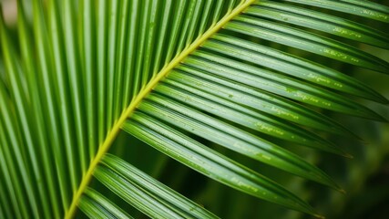 Close-up shot of a natural tropical palm leaf with a vibrant green texture, close-up, palm leaf