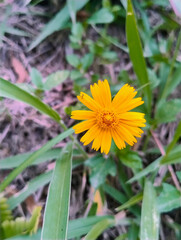 Yellow flower with beautiful petals in the middle of the garden.