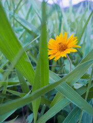 sunflower in the field