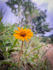 yellow flower on blue sky background