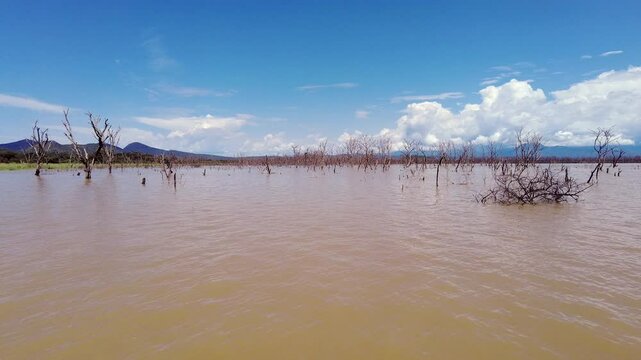 POV shot from a small boat sailing across the flooded shores of Lake Chamo in Nechisar National Park in Ethiopia. Chamo Lake is near Arba Minch.