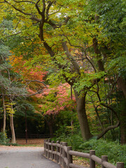 冬の公園の森の赤色の紅葉の木の風景