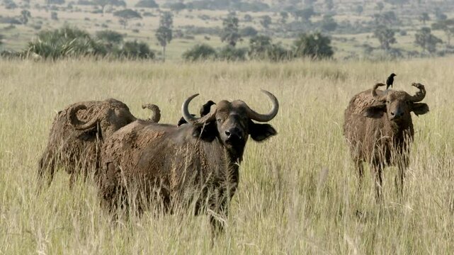 Cape buffalo, Syncerus caffer, in Murchison Falls National Park, Uganda near sunset.