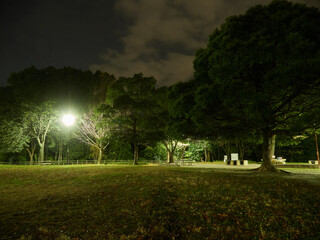 Obraz premium 冬の夜の静かな公園の森の風景