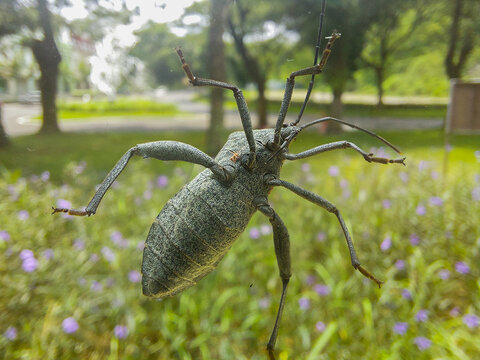 A photo of a Walang Sangit insect (Leptocorisa oratorius) from the Acanthocephala family clinging to a windowpane