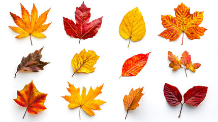 A collection of fall and autumn leaves isolated on a white background.