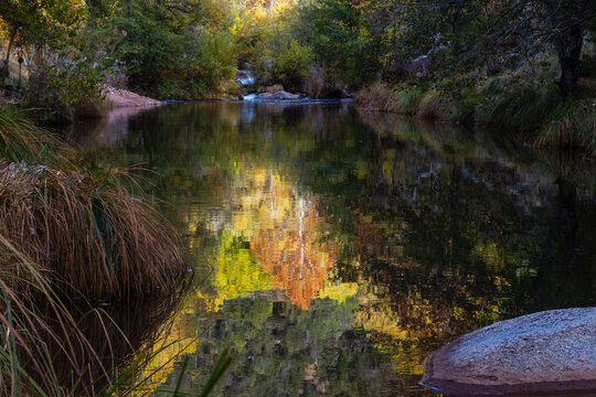Vivid Autumn trees reflecting in a quiet pool along East Verde River near Payson, Arizona.