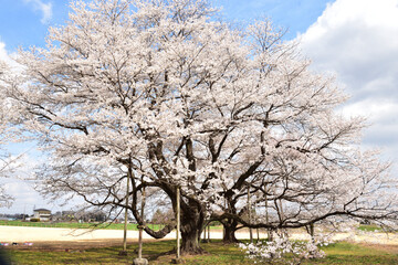 薄墨桜