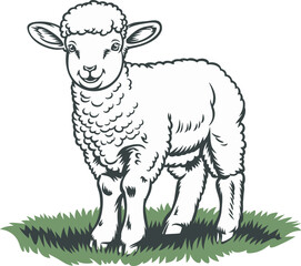 A vector illustration of a fluffy lamb standing happily on a green field, illustration of sheep