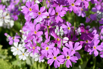 サクラソウの花